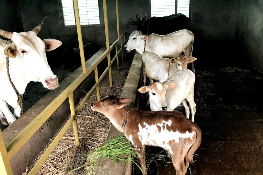 Mars Jungle Adventure Stud Farm With Private Jacuzzi Villa Narsinge Eksteriør bilde